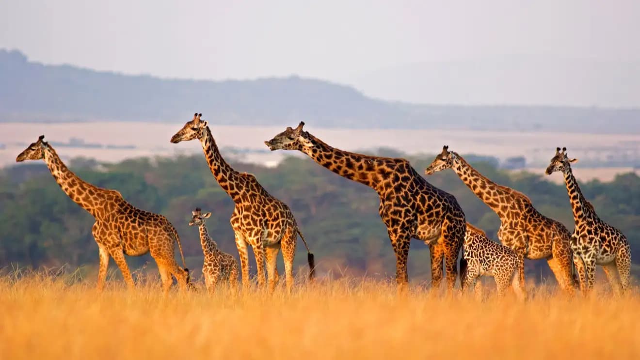Viaggio in Kenya